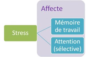 impact du stress sur l'apprentissage : mémoire de travail